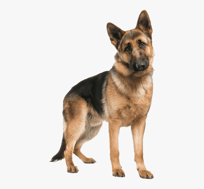 German Shepherd Dog Png Picture, Transparent Png