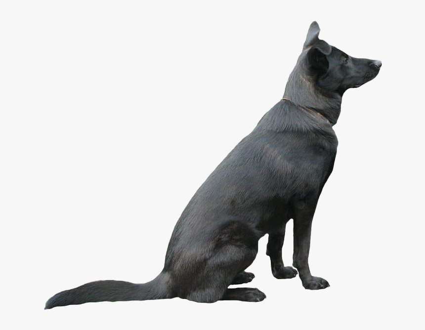 Black German Shepherd Png Free Download, Transparent Png