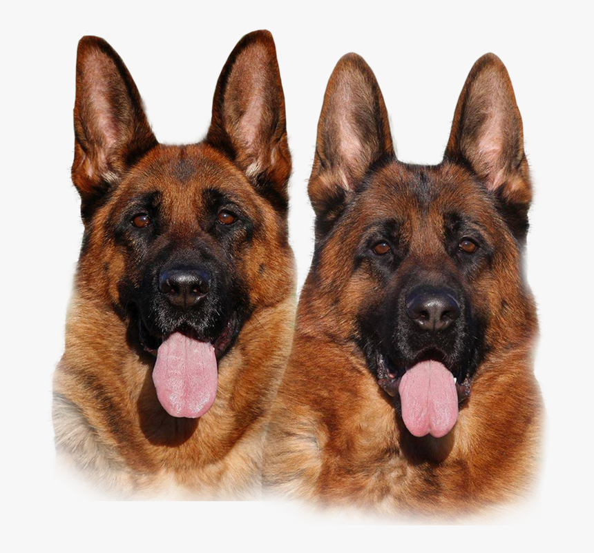 Puppies For Sale, HD Png Download