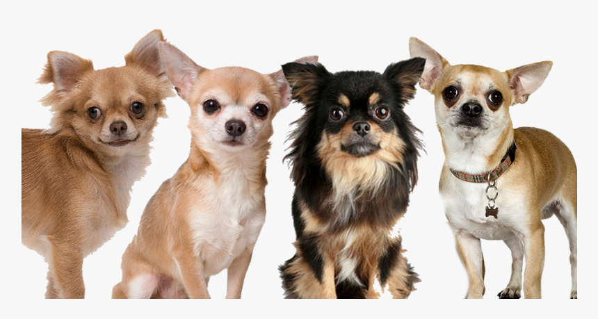 Transparent Vector Hair Png, Png Download