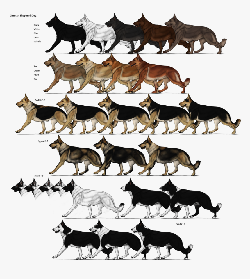German Shepherd Color Chart, HD Png Download