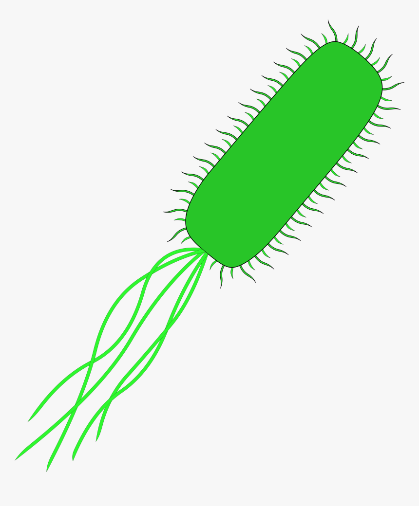 Svg Transparent Stock Bacteria Transparent E Coli, HD Png Download