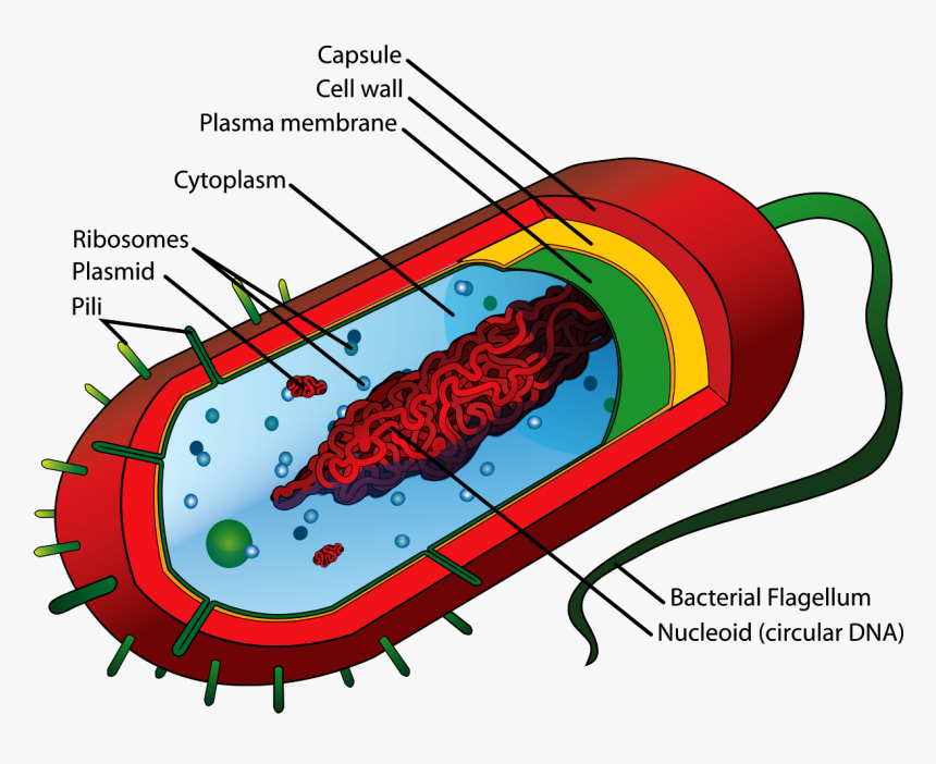 Bacteria Cell Structure, HD Png Download