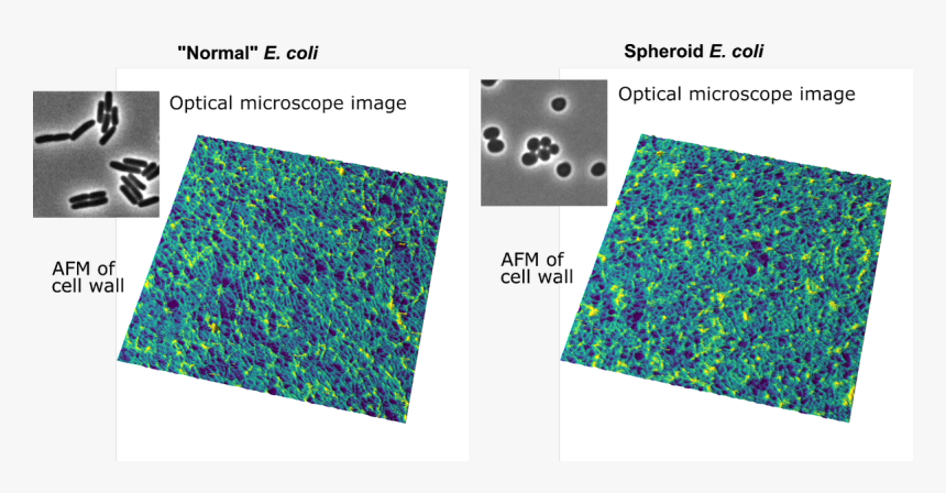 Naturecommunications On Twitter, HD Png Download