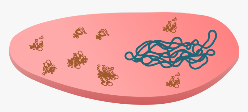 Inclusion Body In Cloned Bacteria Clip Arts, HD Png Download