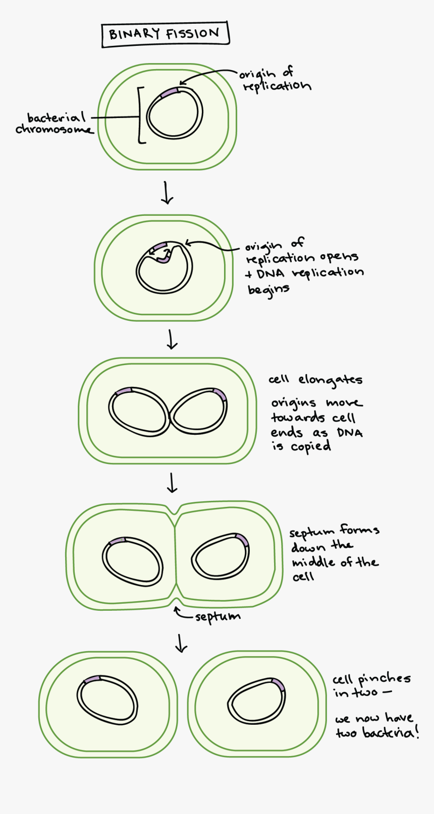 Bacteria Png, Transparent Png
