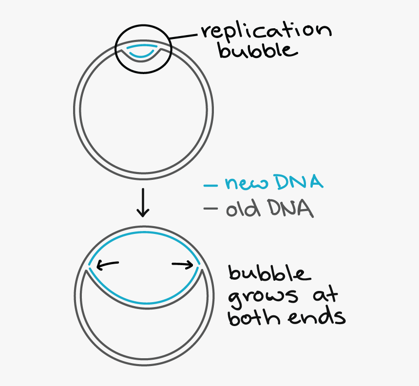 Bacterial Dna Replication, HD Png Download