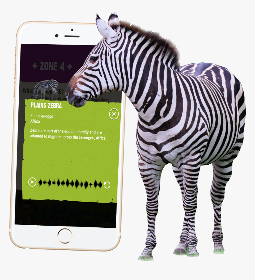 Transparent Safari Animals Png, Png Download