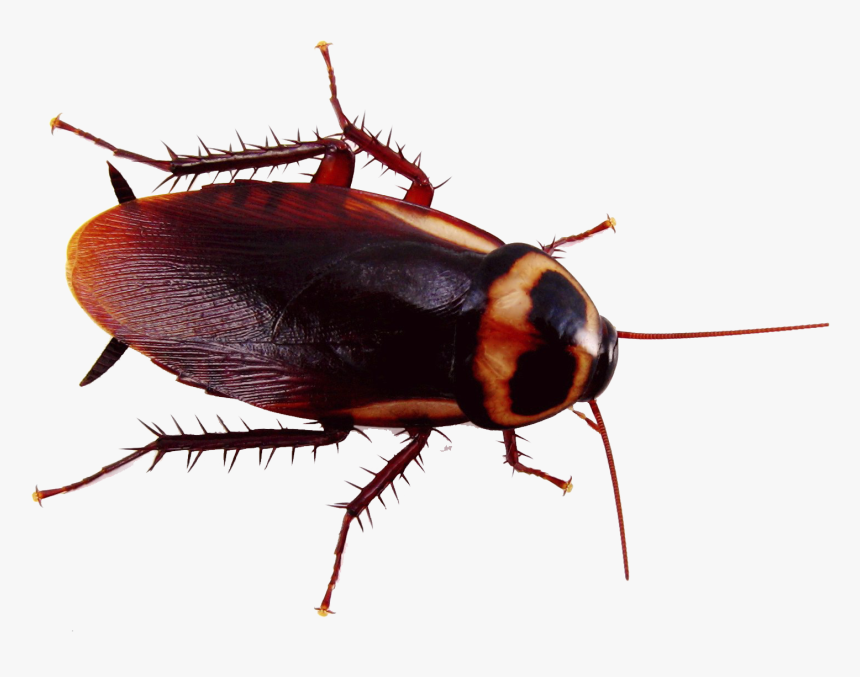 Cockroach Png Image, Transparent Png
