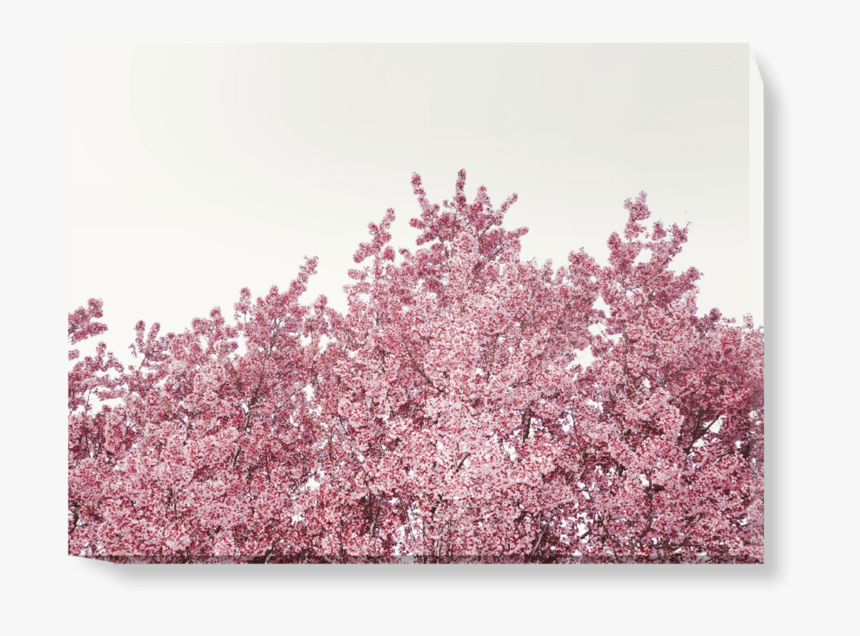 Cherry Blossom Tree Png, Transparent Png , Transparent Png Image - PNGitem