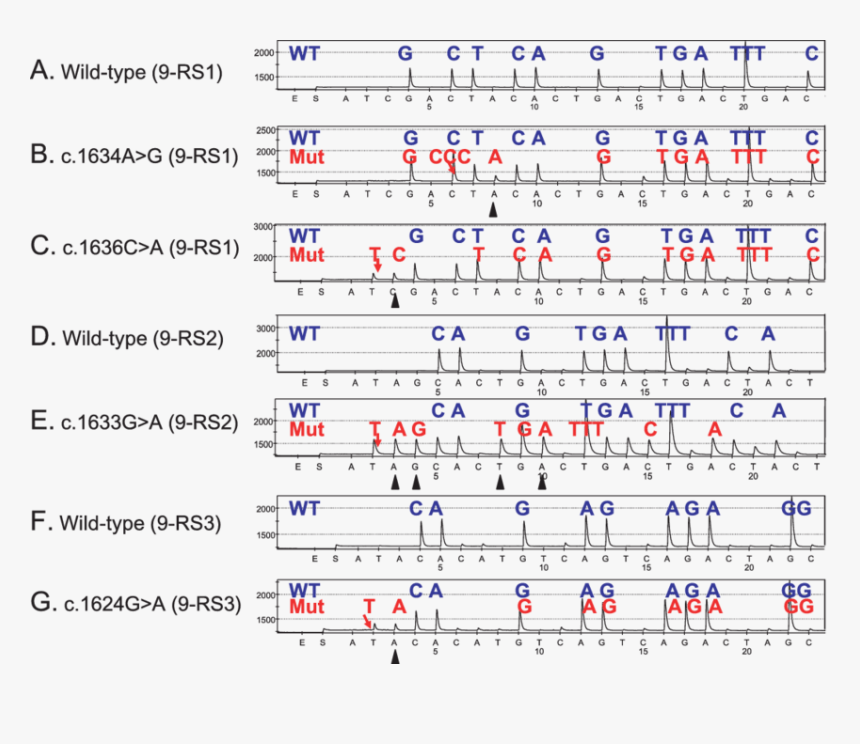 Sun Path Arrow Png, Transparent Png , Transparent Png Image - PNGitem