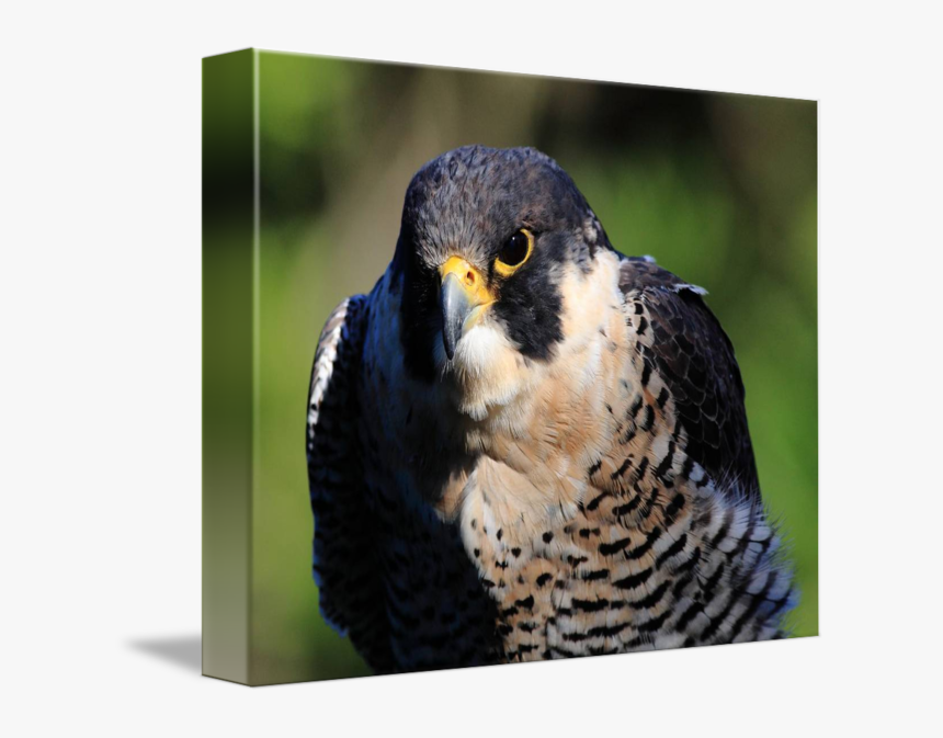 Peregrine Falcon Png Transparent, Png Download
