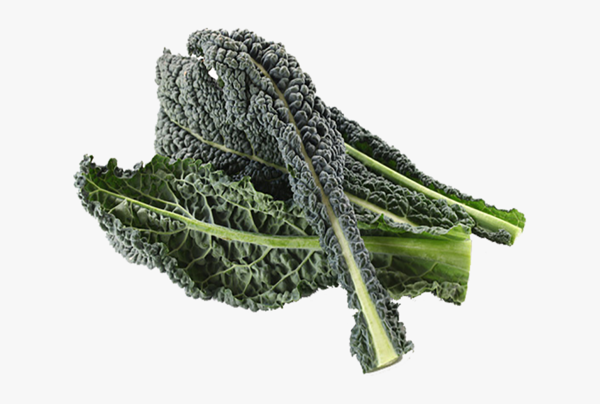Kale Drawing Wild Mustard, HD Png Download , Transparent Png Image