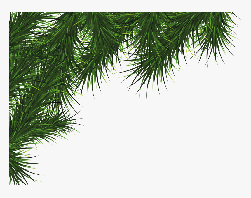 Fir-tree Png Image - Christmas Pine Png, Transparent Png
