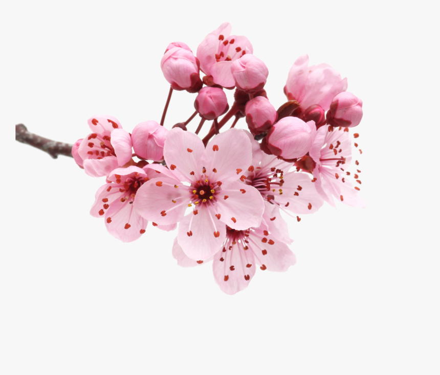 Flowers Png Images Transparent Free Download - Sakura Flower Png, Png Download
