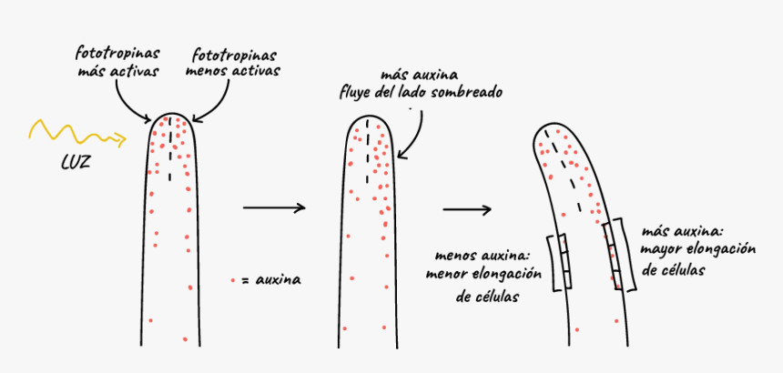 Diagram, HD Png Download