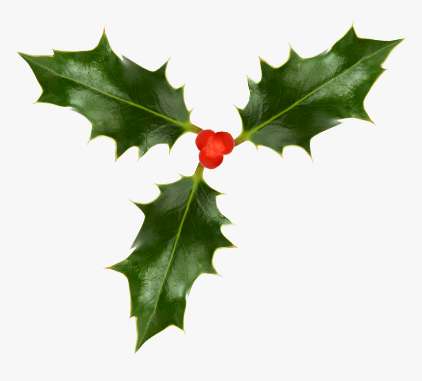 Holly,leaf,american Plant,tree,plane,black Maple,grape - Holly With No Background, HD Png Download