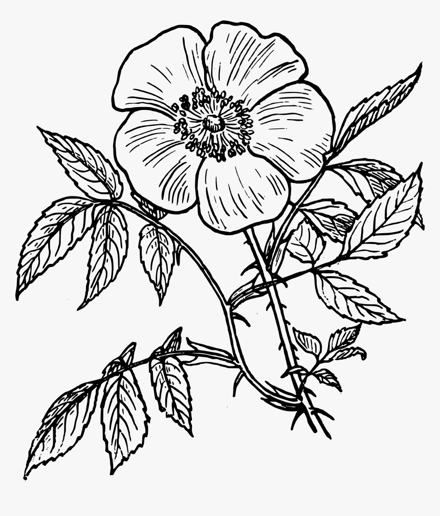 Free Drawing At Getdrawings - Flowering Plants Black And White, HD Png Download