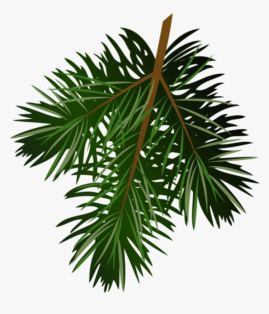 Images For Pine Branch Clip Art - Transparent Pine Branch, HD Png Download