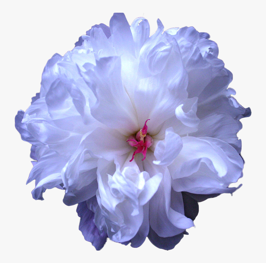 Transparent Flowers Png Tumblr - Transparent Background Peony Blue Flower Png, Png Download