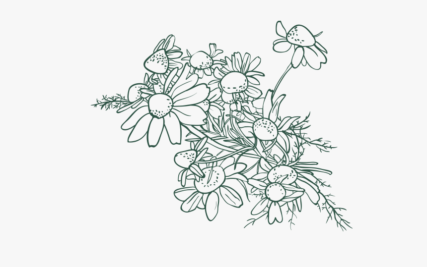 Hazelnut Drawing Flower - Exotic Leaves Drawing Transparent, HD Png Download