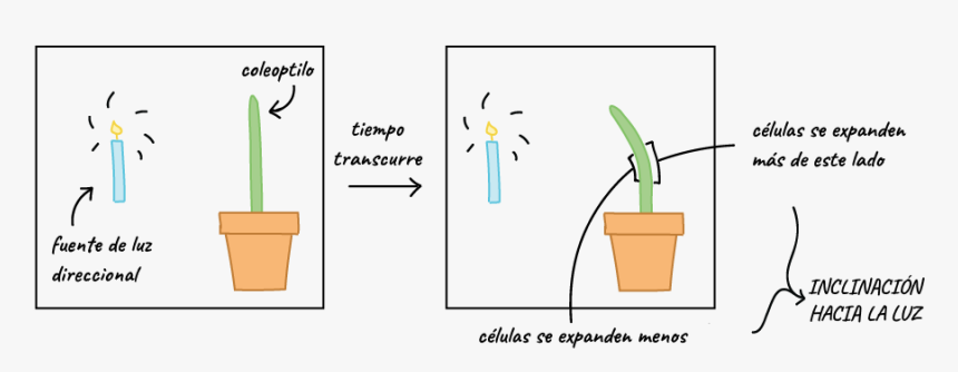 Fototropismo Negativo, HD Png Download