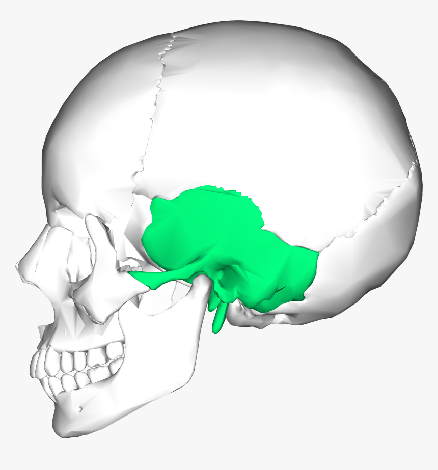 Temporal Bone, HD Png Download