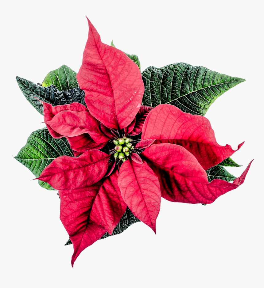 Christmas Poinsettia Flower Png Image - Poinsettia Png, Transparent Png