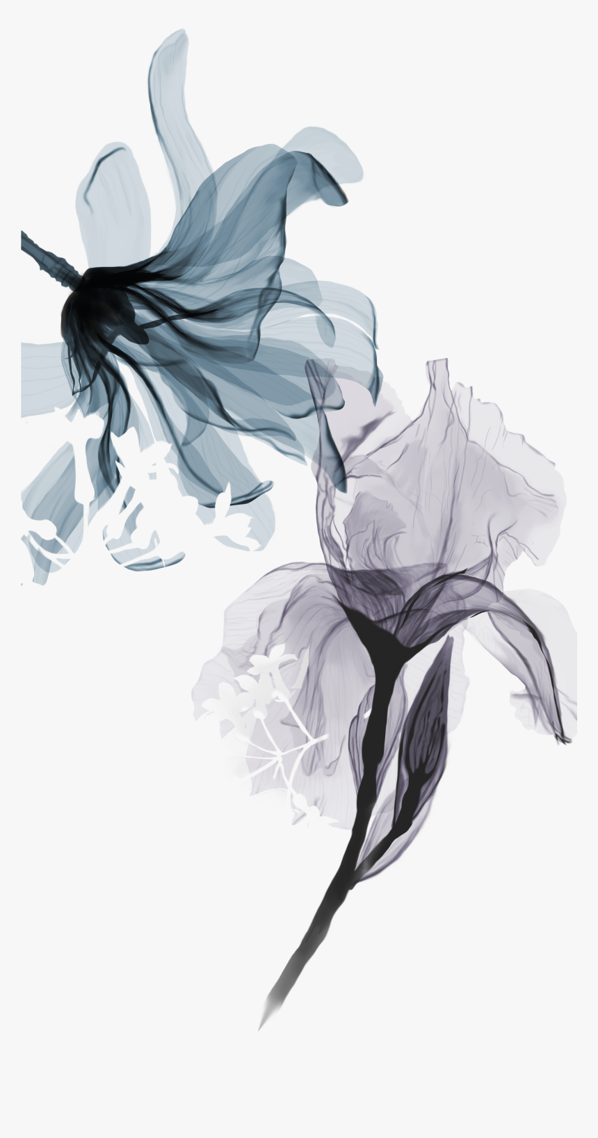 Flower X Ray Png, Transparent Png