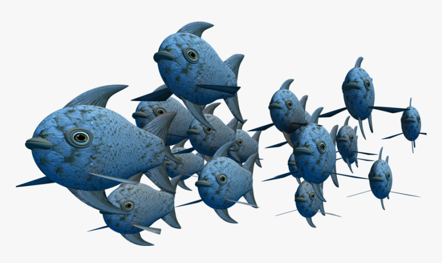 Transparent School Of Fish, HD Png Download