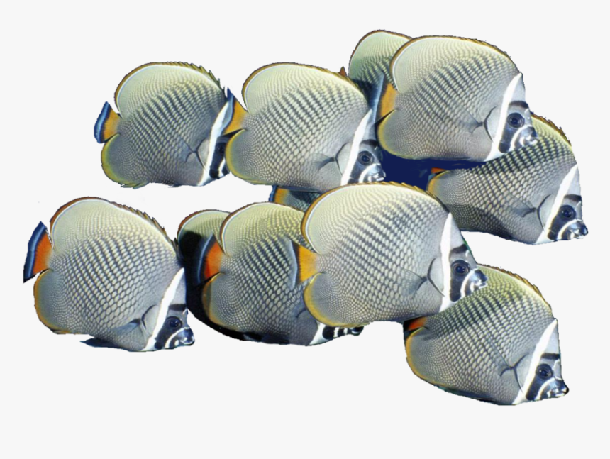 Download School Of Fish Png Free Download For Designing - School Of Fish Png, Transparent Png