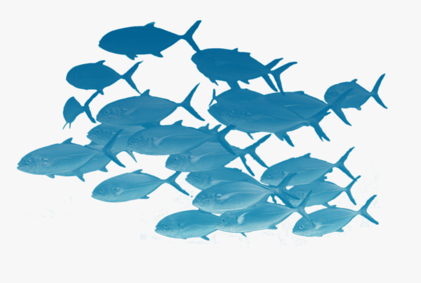 Fishes Png Page - School Of Fish Transparent, Png Download