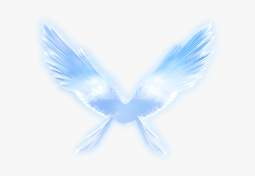 Angel Vector Feather Wing - Pigeons And Doves, HD Png Download