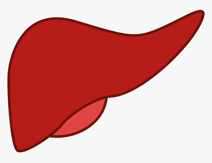 Hígado, Medicina, Órgano, Anatomía - Liver Clipart, HD Png Download