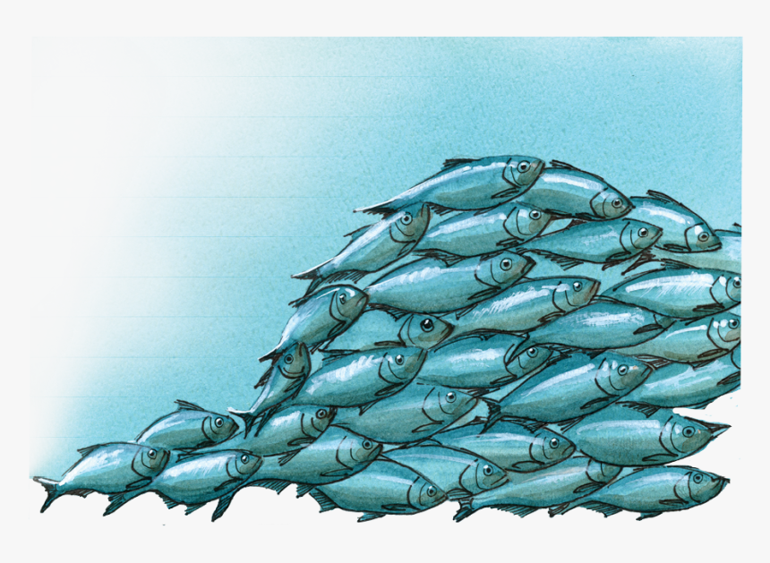 Atlantic Bluefin Tuna, HD Png Download