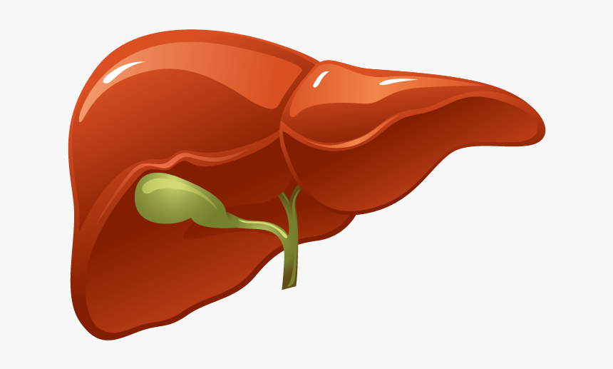 Higado1 - Liver Organ Png, Transparent Png