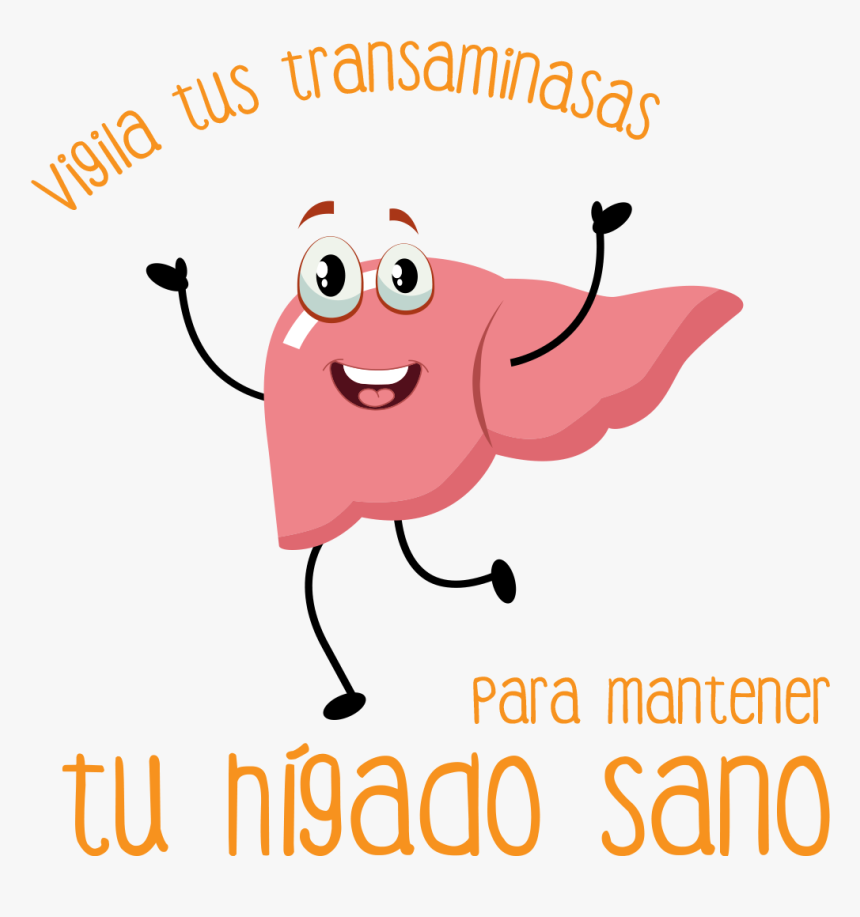 Logo - Higado Transaminasas, HD Png Download