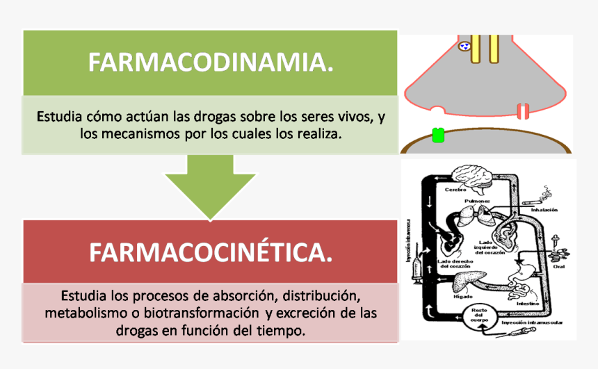 File - Farmacocinetica - Farmacocinetica Png, Transparent Png