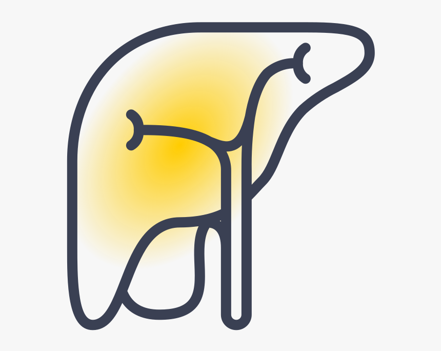 Remedios Naturales Para Proteger El Hígado Por El Consumo - Liver, HD Png Download