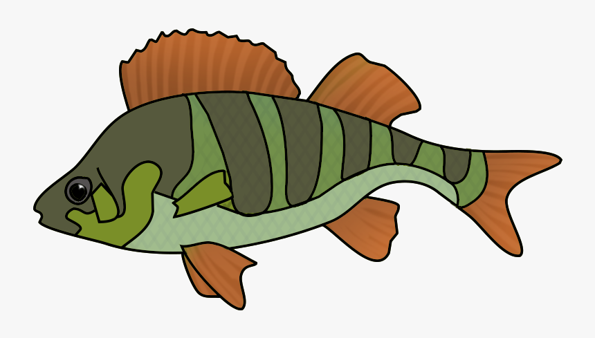 Collection Of School Of Tropical Fish Drawing High - Drawing, HD Png Download