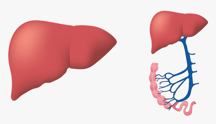 Enfermedades Hepaticas, HD Png Download