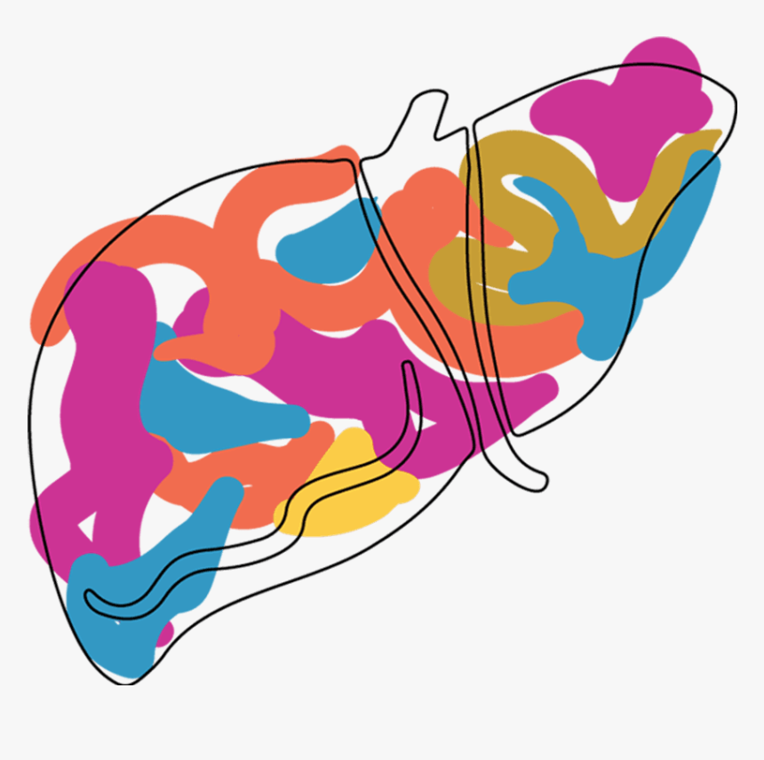 Diseño De Hígado Para Web - Illustration, HD Png Download