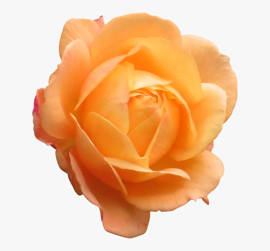 Rose, Orange, Flower, Orange Flower, Flowers Isolated - Orange Rose Png, Transparent Png