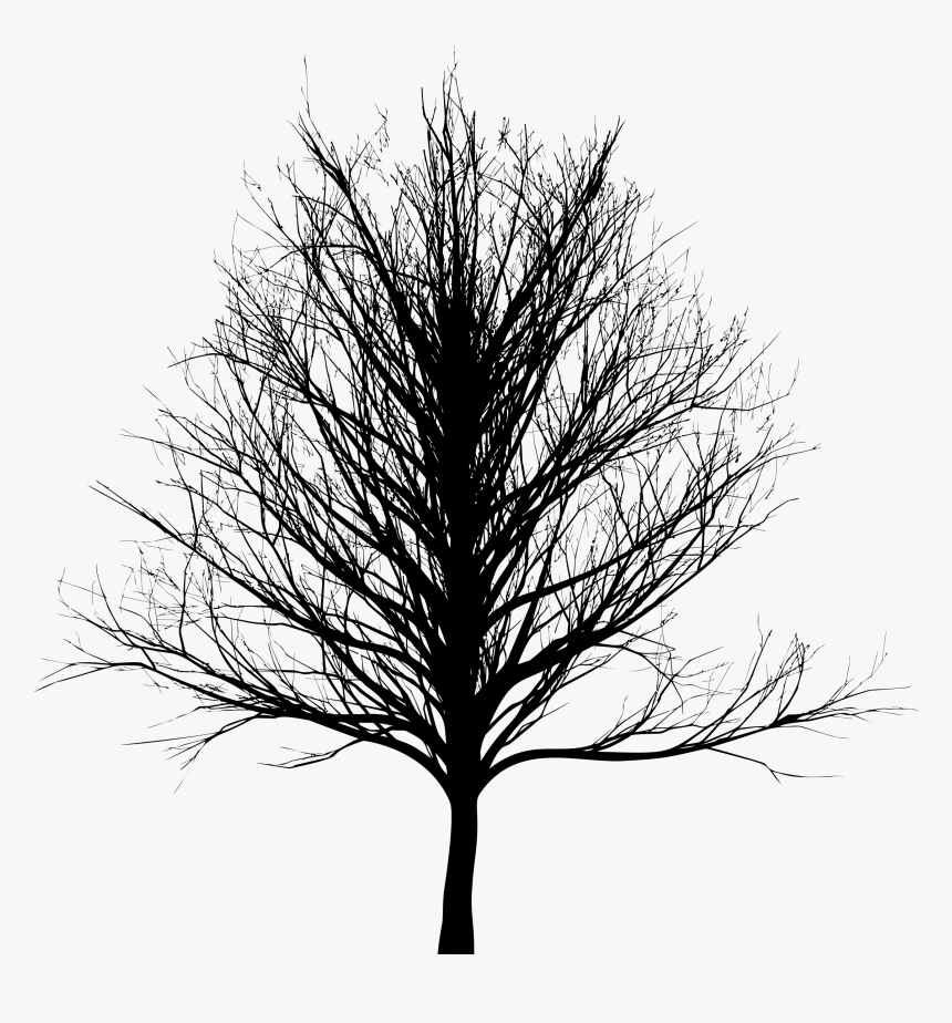 Tree Bald Cypress Oak - Skinny Tree Silhouette Png, Transparent Png