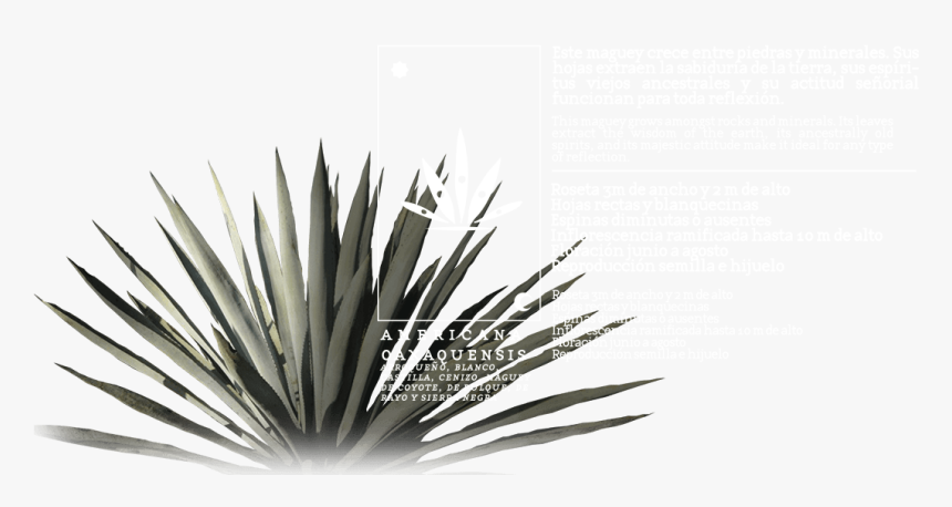 Agave Azul, HD Png Download