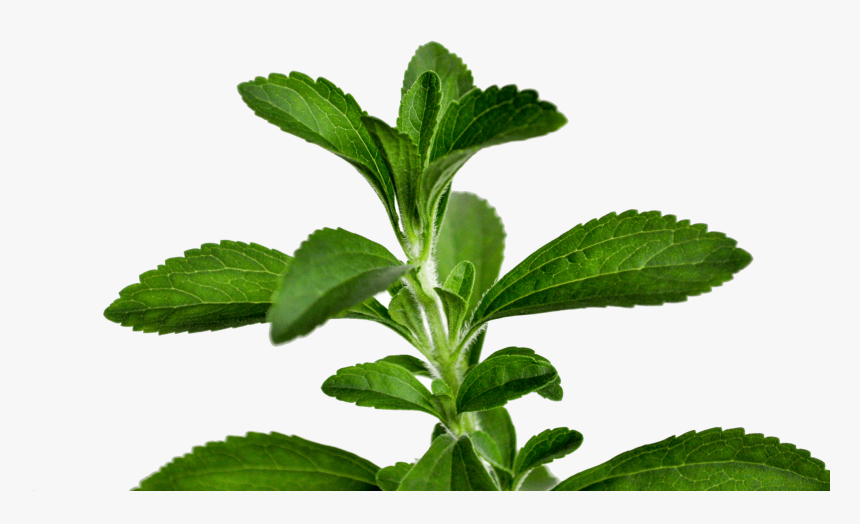 Transparent Stevia Png - Stevia Leaf Png, Png Download