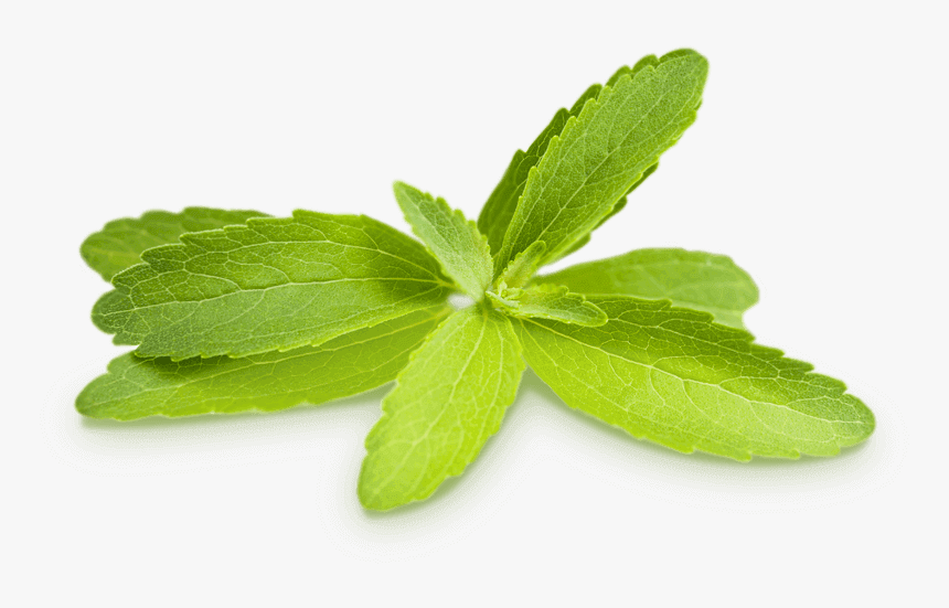 Stevia Leaf Png, Transparent Png