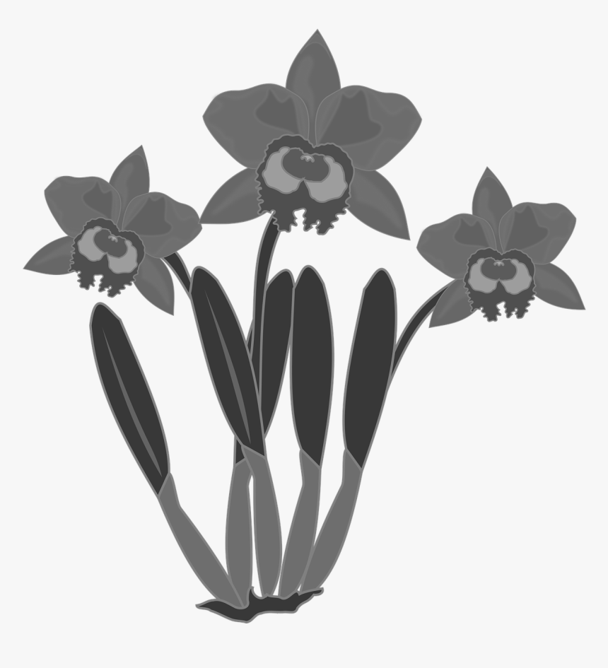 Flower Orchid Clipart Black And White, HD Png Download