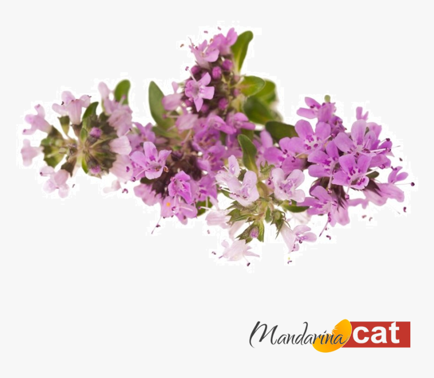 Cachos De Flores Png , Png Download - Thymes, Transparent Png