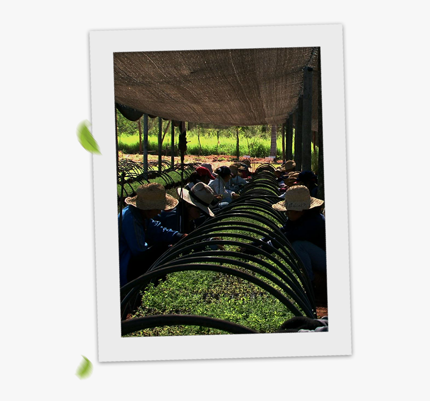 Plantation, HD Png Download